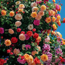 Escalando Videira Sementes de Flores de Rosa - Lemon Express