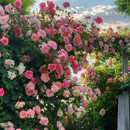 Escalando Videira Sementes de Flores de Rosa - Lemon Express