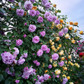 Escalando Videira Sementes de Flores de Rosa - Lemon Express