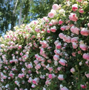 Escalando Videira Sementes de Flores de Rosa - Lemon Express