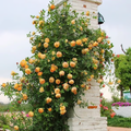 Escalando Videira Sementes de Flores de Rosa - Lemon Express
