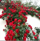 Escalando Videira Sementes de Flores de Rosa - Lemon Express